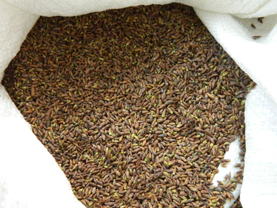 Продам . Березова брунька.  Соснова брунька.