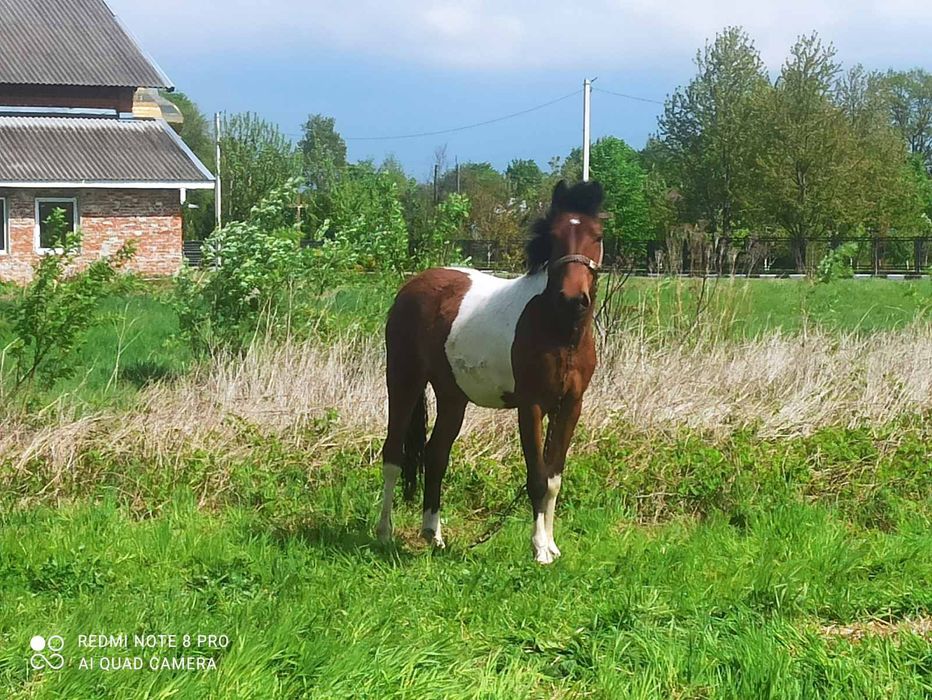 Кобилка молода гуцулка