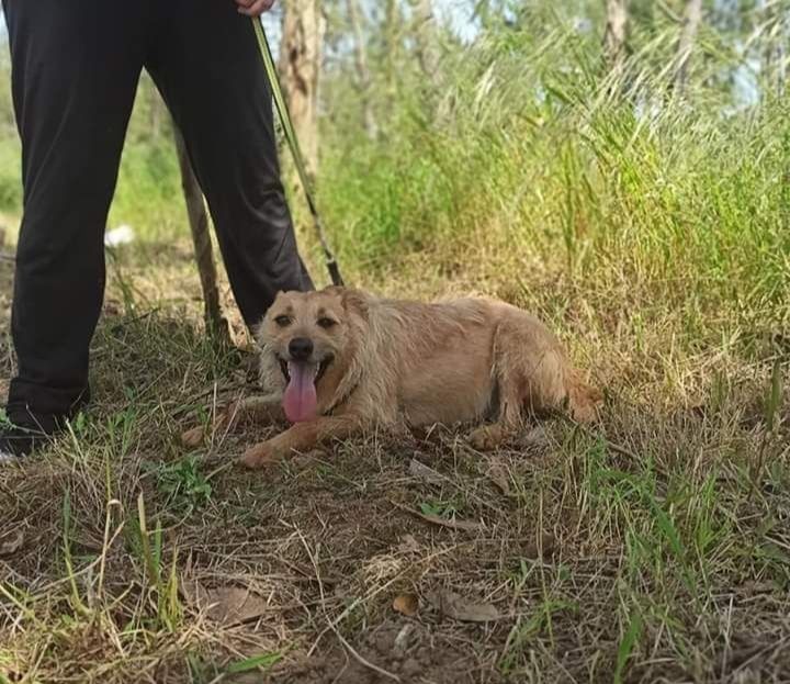Francisca- Cachorra de porte médio para adoção