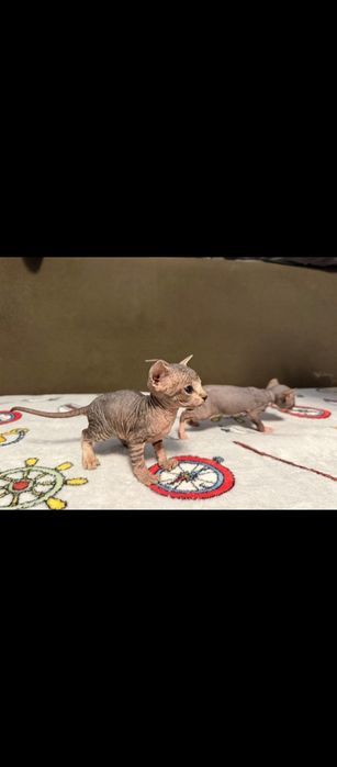 котята Канадский сфинкс