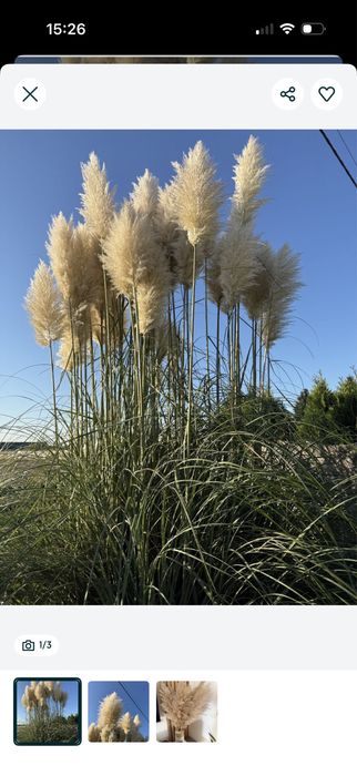 Trawa pampasowa 10szt