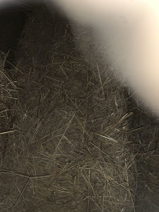 Vendo feno de qualidade