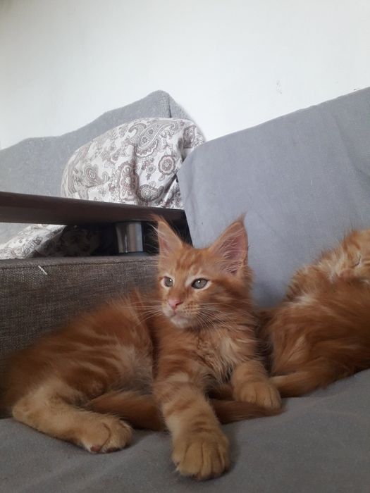 Кото Акція 3 хлопчика