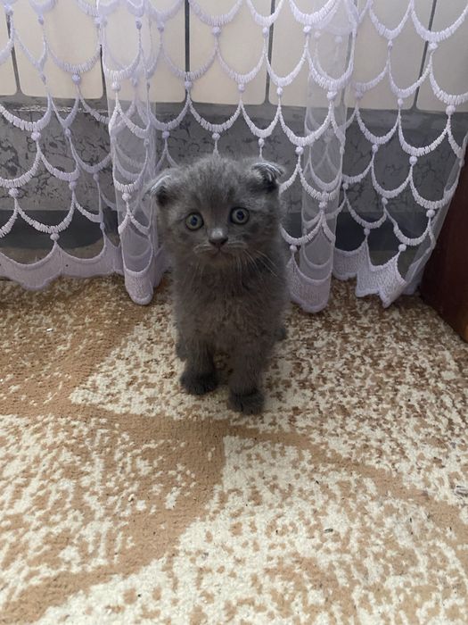Продаються кошенята , 1500 вісловухі