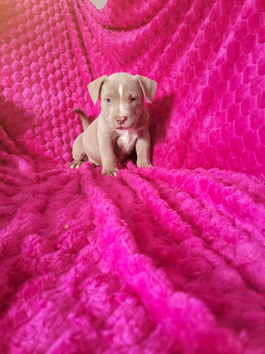 American Bully ABKC