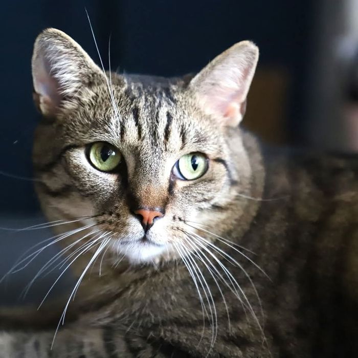 Anżej trójłapek poleca się uwadze