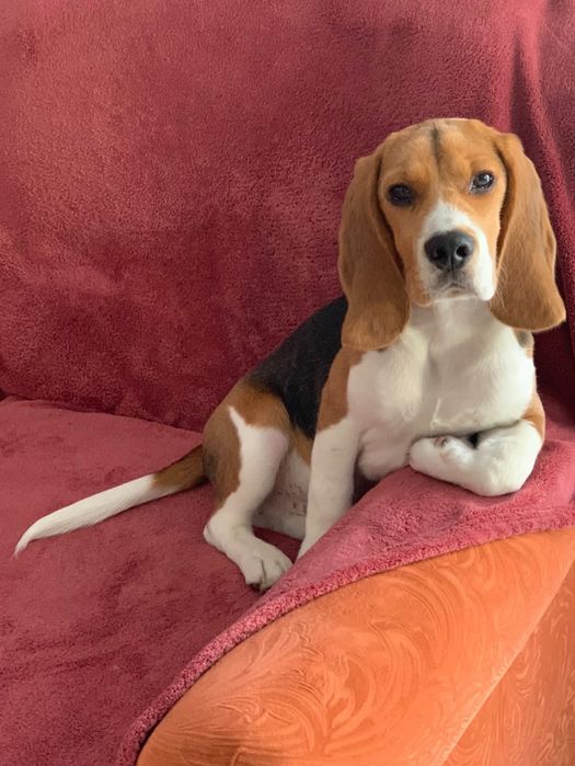 Бігль, вʼязка Луцьк