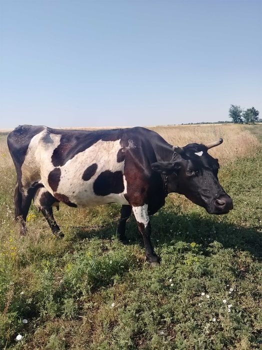 Продам 2 корови в хорошие руки