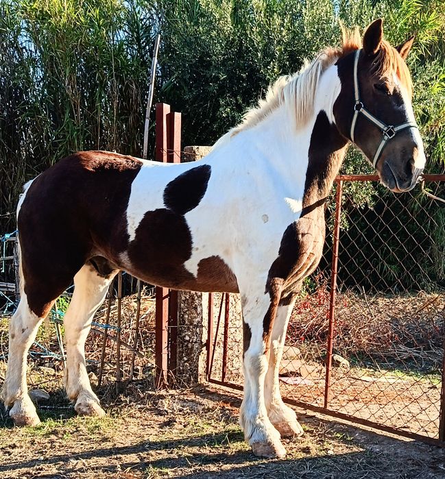 Cavalo percheron malhado