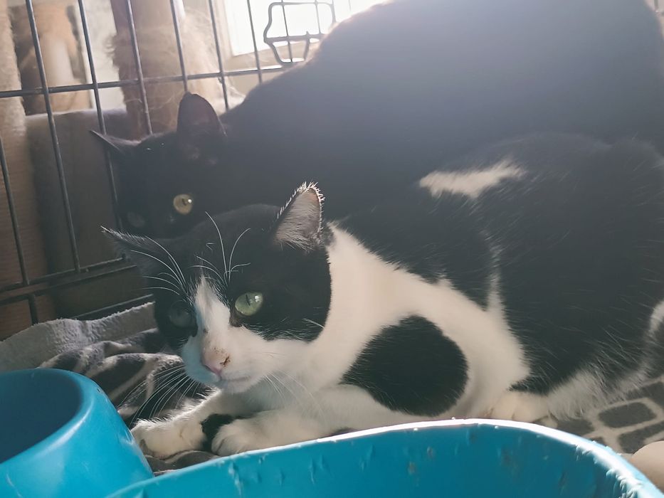 Gato Juvenil já castrado para Adoção!