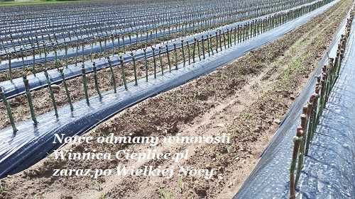 Winorośl sadzonka odmiany przerobowe