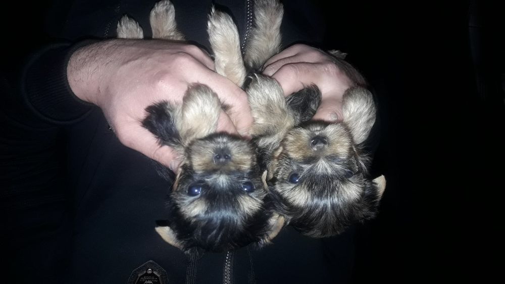 Дети Йорка с документами