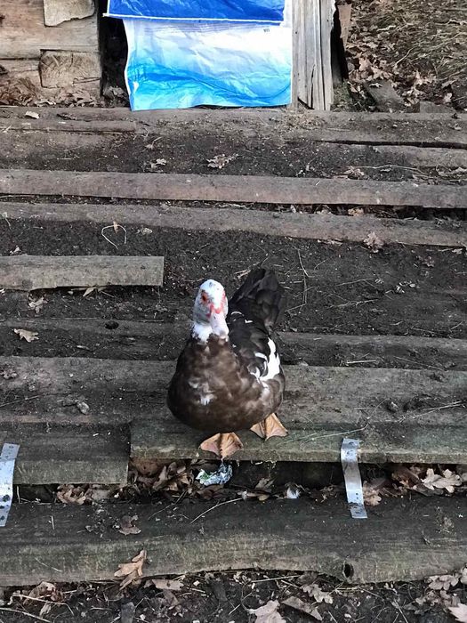 Продаються мускусна качка