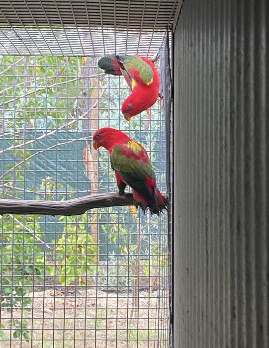 Lorius garrulus