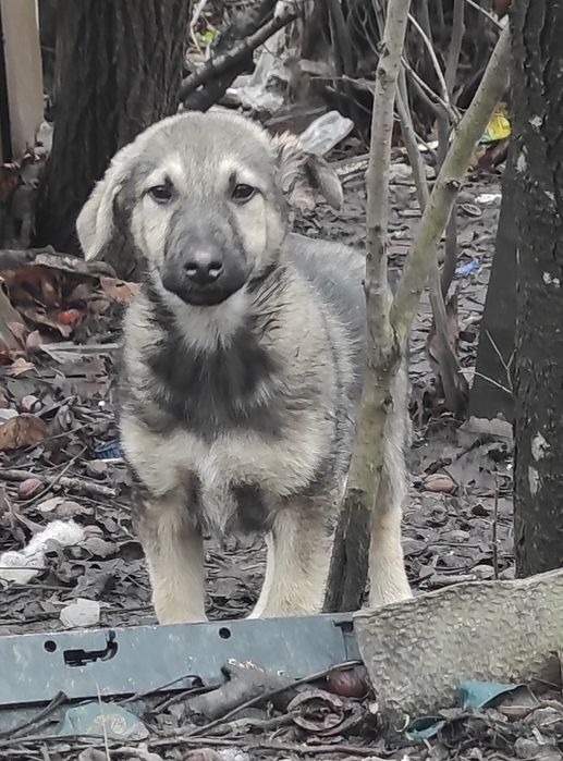 Найкращі цуценята на все місто.