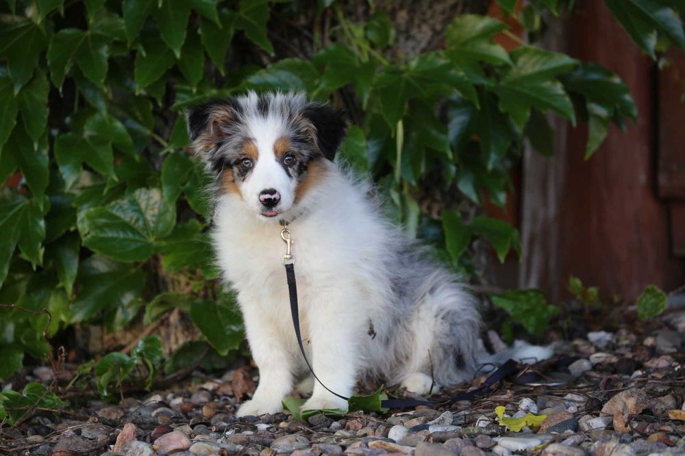Border Collie szczeniak