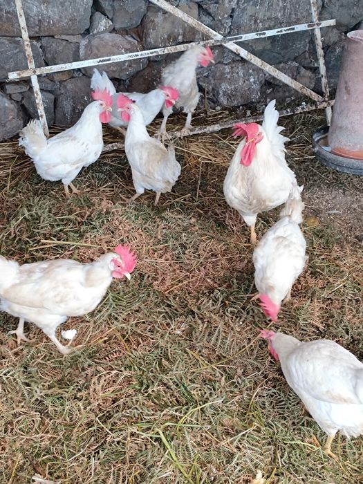 Vendo ovos fertilizados da raça legorne (poedeiras)