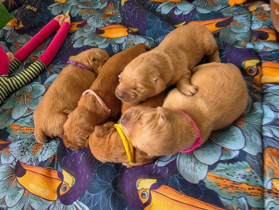 GOLDEN RETRIEVER-złote i ciemnozłote, ZKwP,
