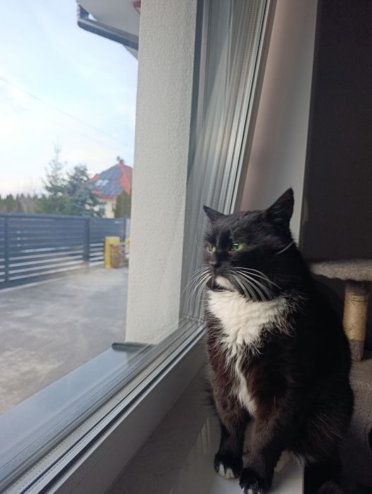 DEMONEK szuka pilnie domu