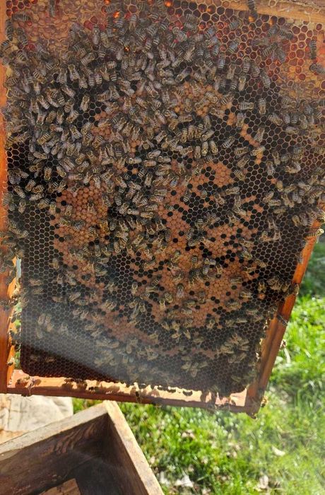 Sprzedam rodziny pszczele!