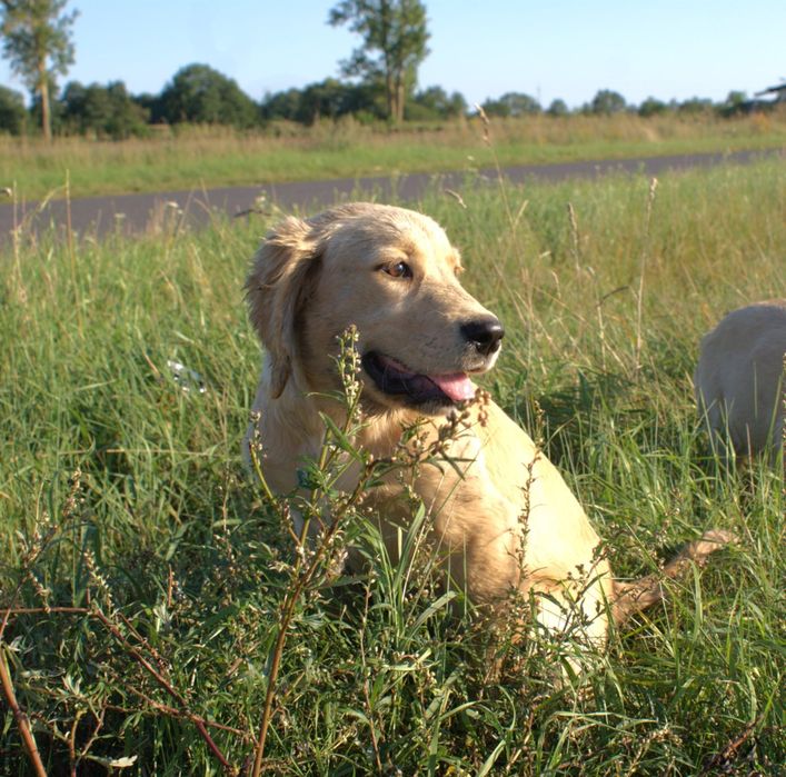 Golden retriever ciemny jasny pies transport