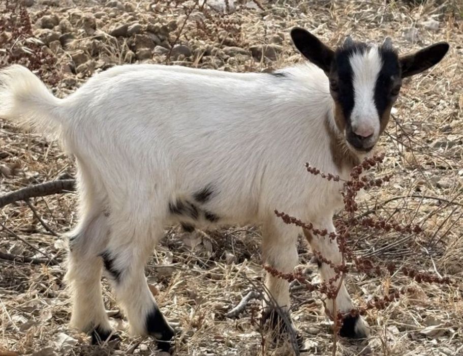 1 Cabrito Anão Macho