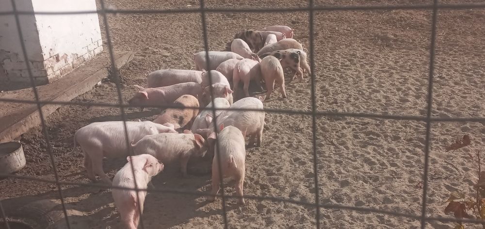 Продаються поросята