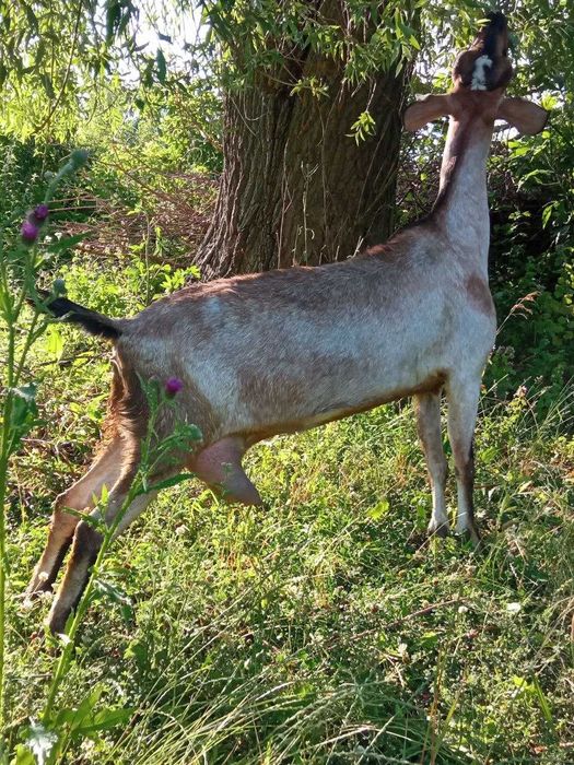 Продаю козине молоко, козяче молоко, козье молоко