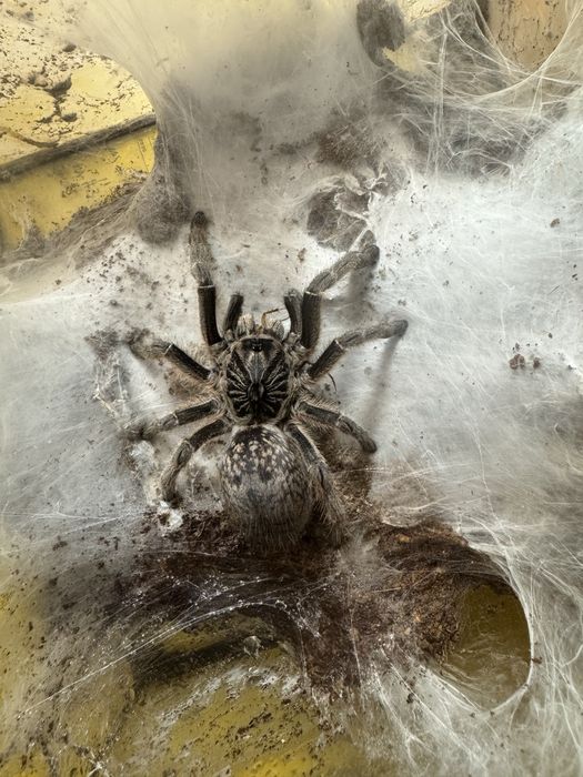 Ceratogyrus marshalli L1/2 ptasznik