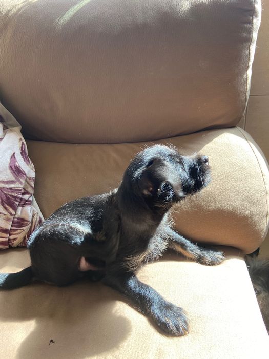 Da se cãozinho de raça pequena