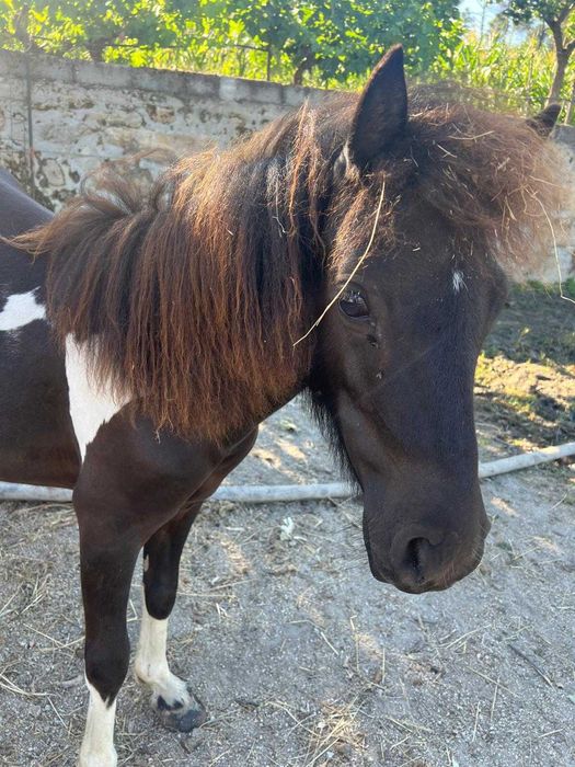 Pónei castanho e branco