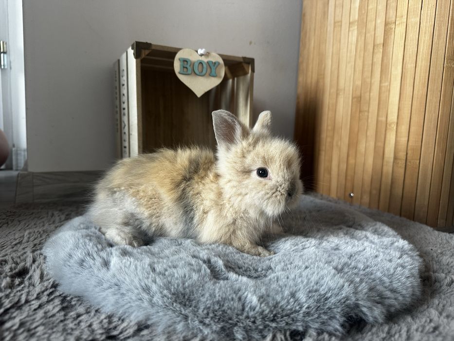 Piękne Karzełki Teddy Długowłose Miniaturki