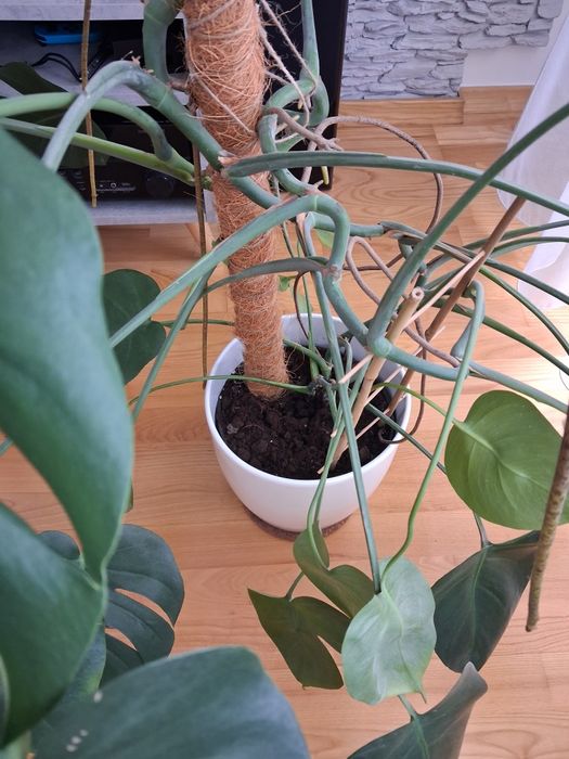 Monstera - kwiat doniczkowy