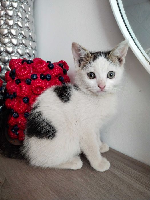 Котики в добрі руки