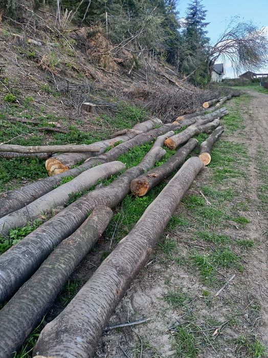 Czereśnia dzika kłody