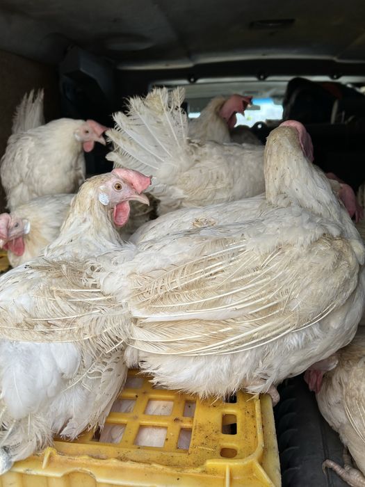 Кури легорн річні несуться