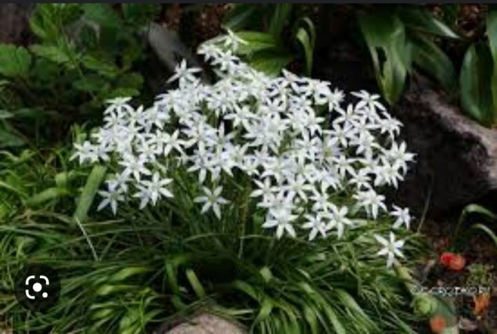 Ранние луковичные и другие цветочки