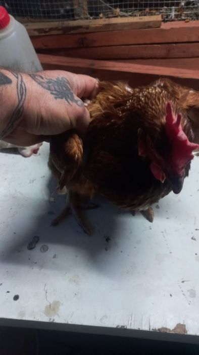 Pombos brancos para venda, tenho galinhas também