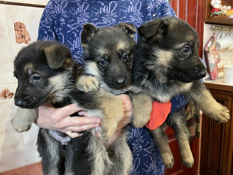 Цуценята Німецької вівчарки