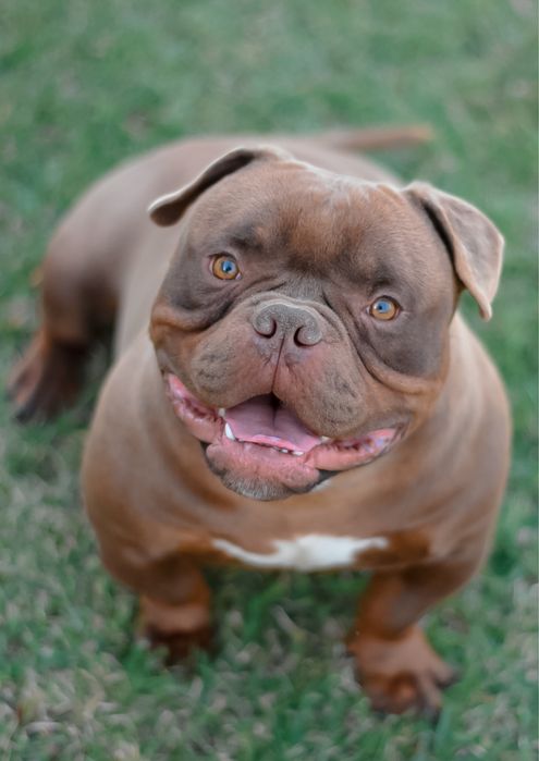 American bully pocket