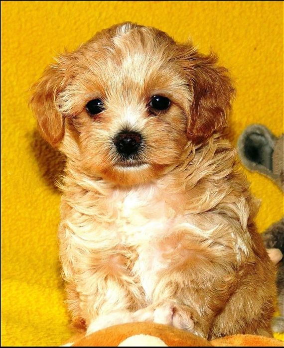 Мальтипу ф-1 професійне розведення