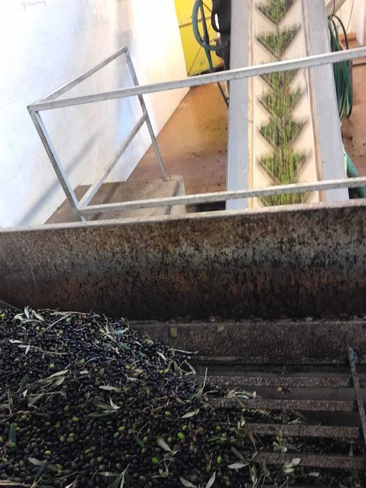 Azeite 100% BIOLÓGICO