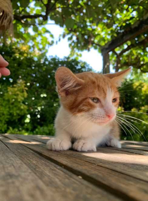 gato bebé 2 meses adoçao amarelo