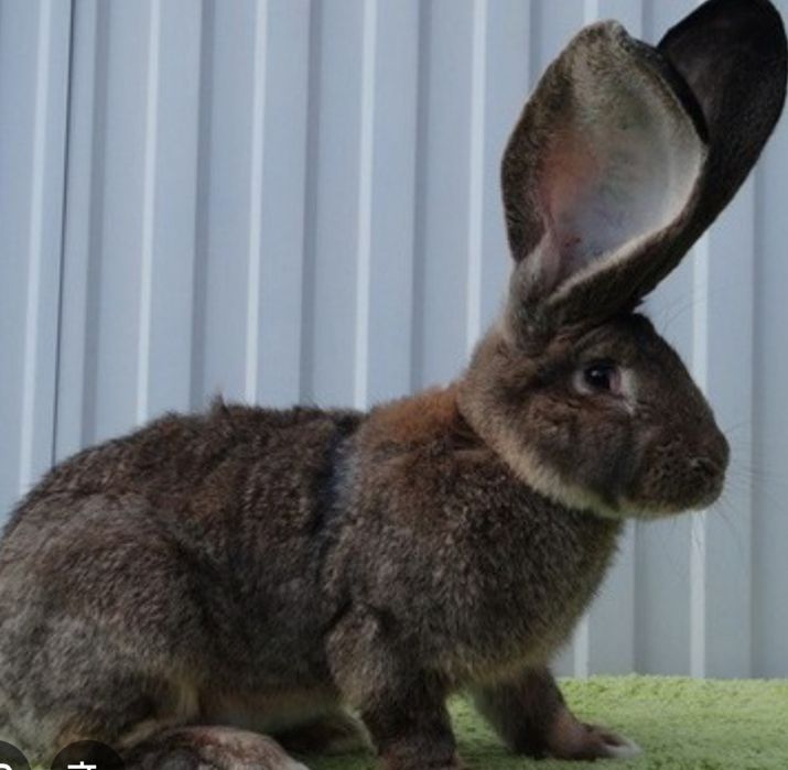 Продам кролят породы Великан