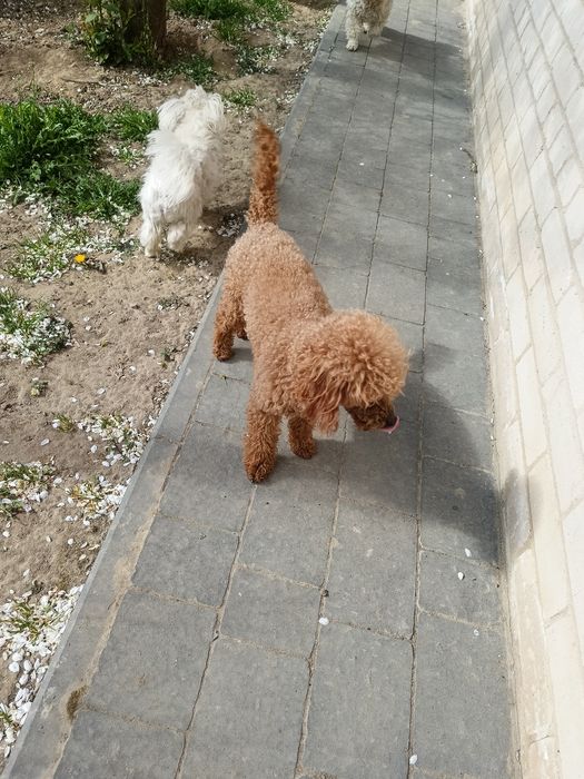 Pudel toy Red badania genetyczne