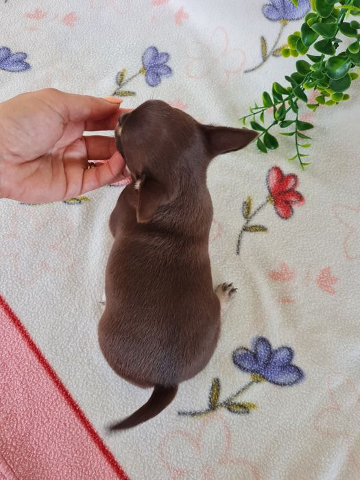 Excelente  menina mini Chihuahua/Chiuaua de Qualidade. Lunhagem Russa