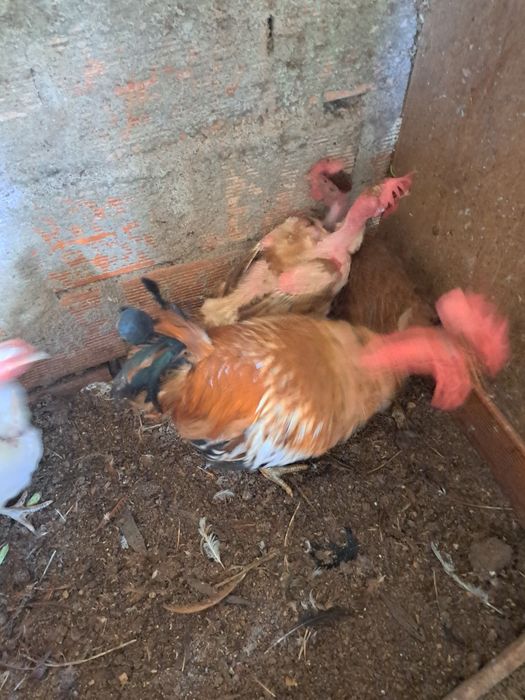 Gslinhas venhas para abate.