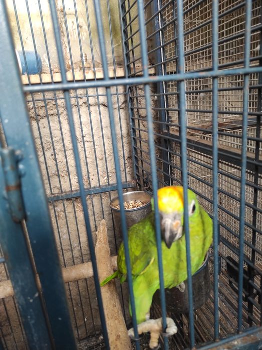 Amazonas ochrocephala 2026