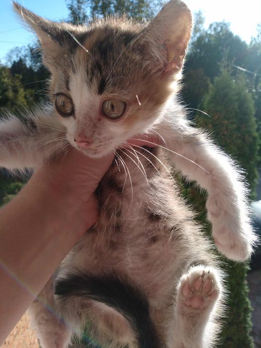 Маленьке покинуте кошеня в пошуку дому