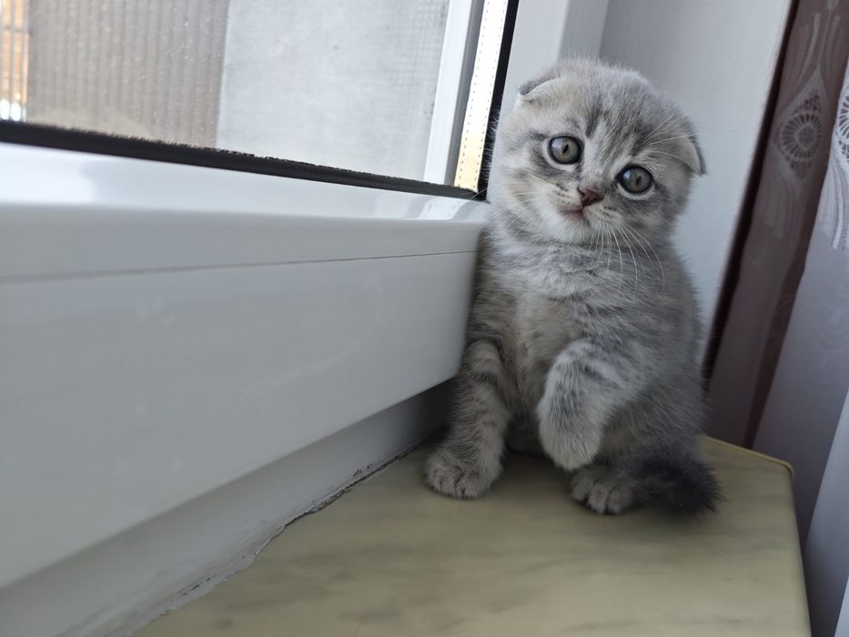 Кошенята шотландські чистокровні
